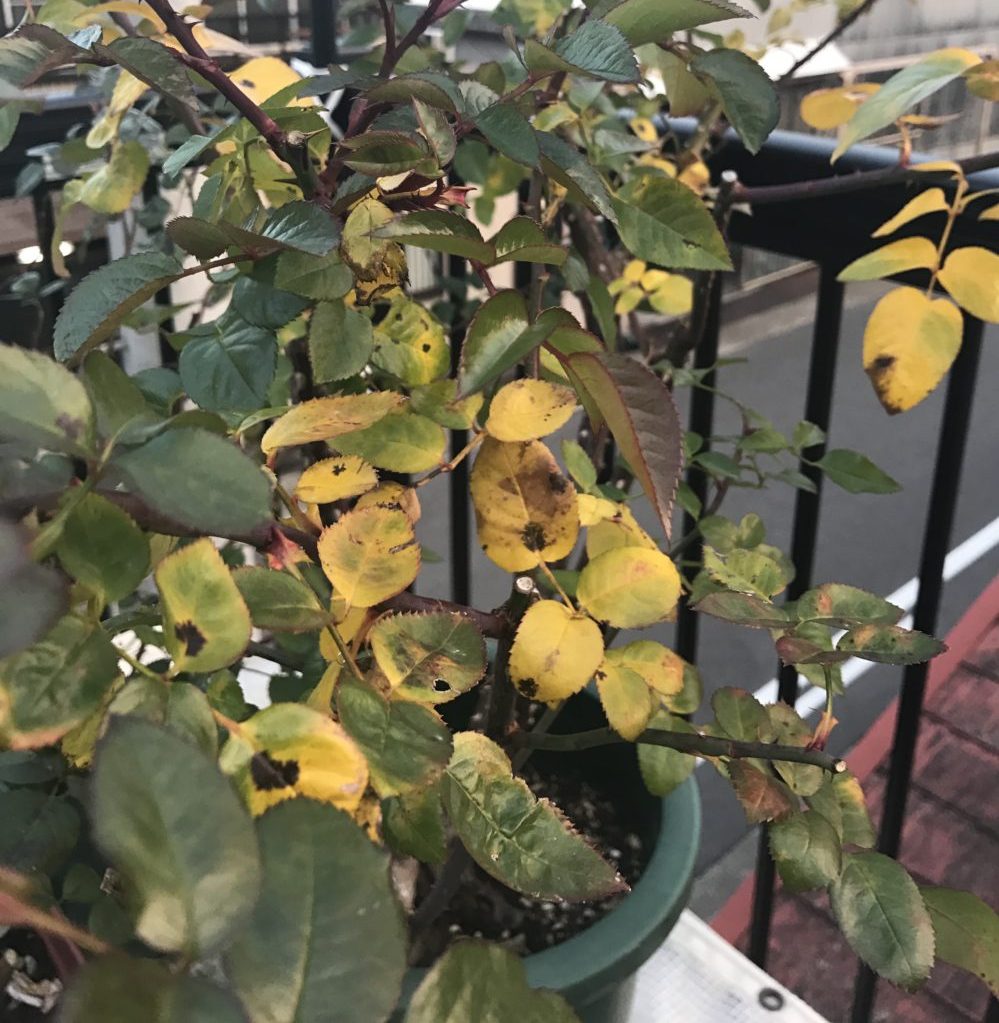 薔薇の葉っぱが茶色になりどんどん広がっています。病気なのか 園芸相談Q＆Aみんなの趣味の園芸