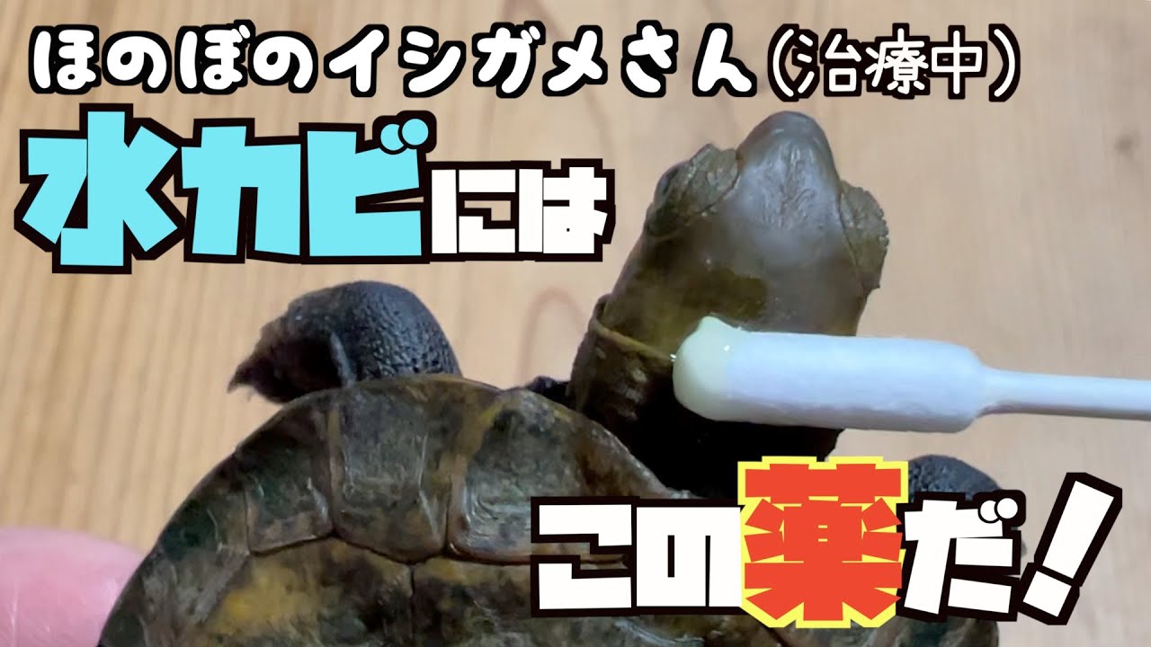 飼っている亀が水カビ病にかかってしまった場合、その期間と対処法とは？カメ専門ブログ〜飼育・生態・寿命など