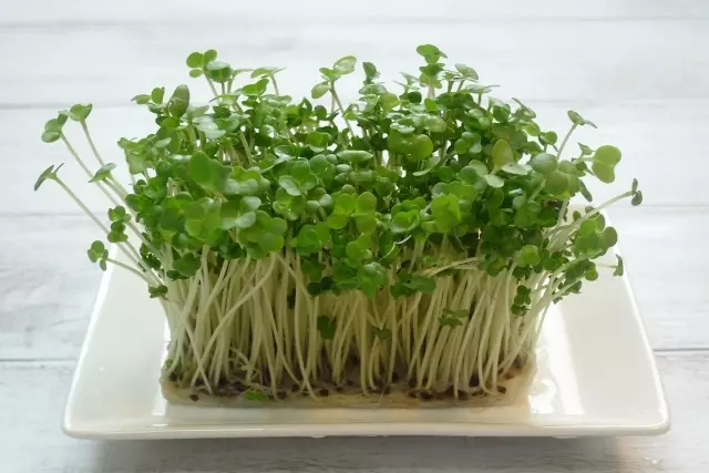 かいわれ大根の育て方！栽培のポイントや種まき、収穫方法は？HORTI by GreenSnap