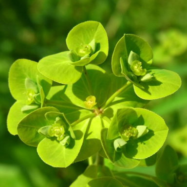 トウダイグサ Euphorbia helioscopia トウダイクサ科 Euphorbiaceae トウダイグサ属 三河の植物観察