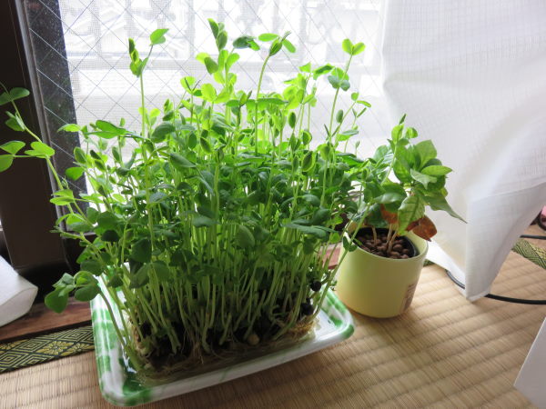 暮らしの科学 第56回 園芸初心者でも簡単！ 再生栽培に挑戦