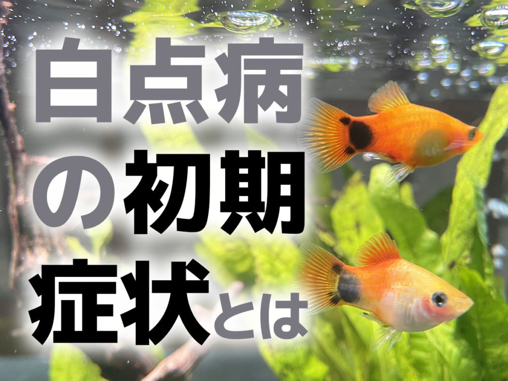 亀の病気水カビ病の治療と使える薬 まとめまゆみん解説 亀の飼育 大辞典道場マニアーナ！まにあ道 - 趣味と遊びを極めるサイト