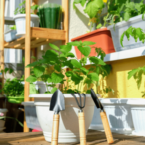 2.金柑苗木子どもリクエストで育て始めるそだレポ 栽培レポート byマンションベランダみんなの趣味の園芸