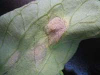 まだ赤くないけどみんなとカゴメでつくるコミュニティ ＆KAGOME アンドカゴメ