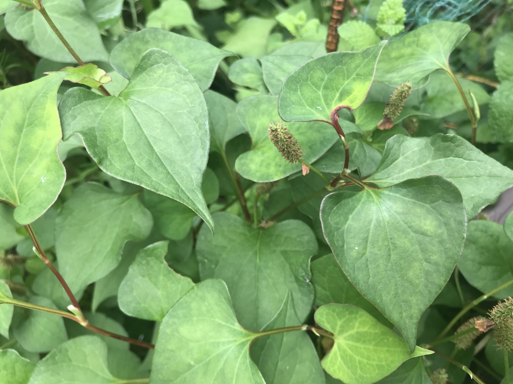 謎の虫刺されが出来たのでドクダミを使ってみたよ キャンプ・アウトドアにも！ 20 6 25追記ありふじはら里山案内所