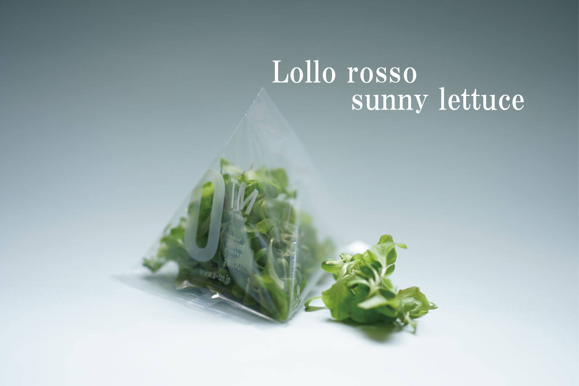 レタスとサニーレタス、栄養豊富なのはどっち？ 比較して分かった意外な結果 - ウェザーニュース