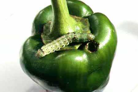 ピーマンの主な病害虫果菜類編農作業便利帖みんなの農業広場