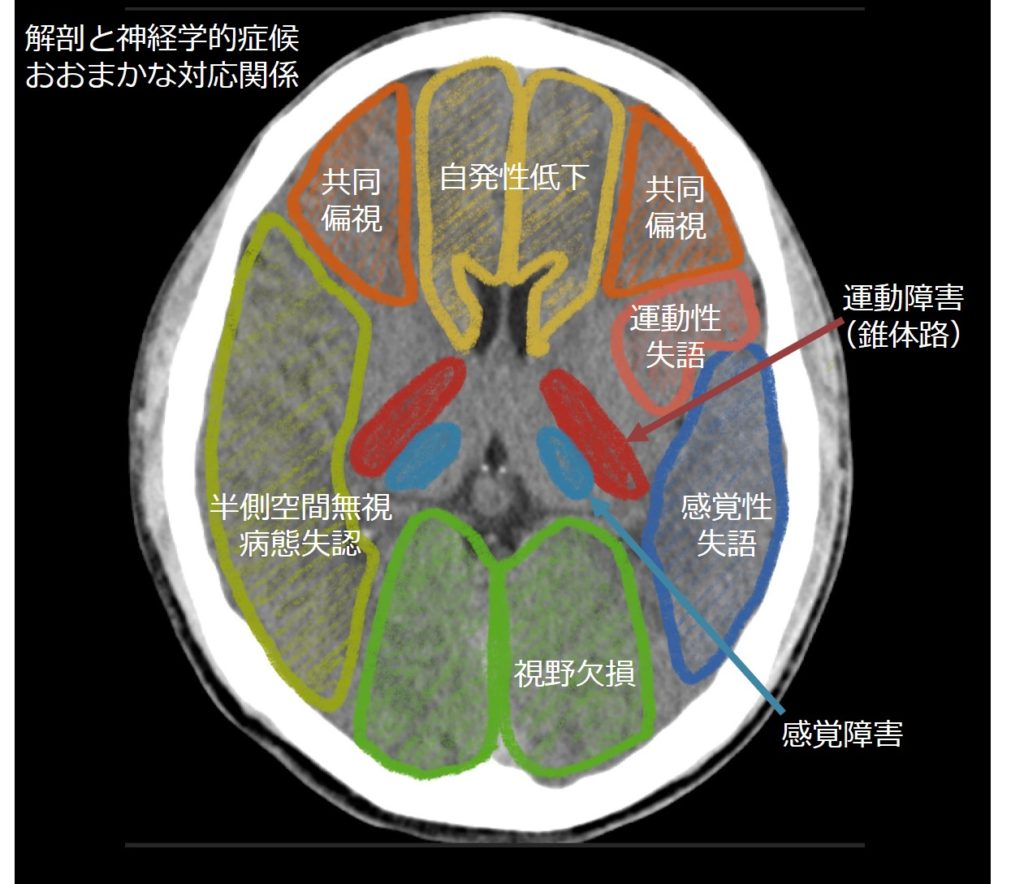 後頭動脈徹底的解剖学 かずひろ先生 解剖学