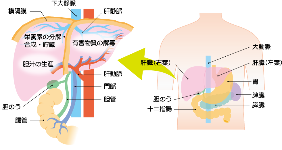 人体解剖模型 人体肝臓 十二指腸 膵臓 医学教育用解剖模型 教材 医学教育 肝臓