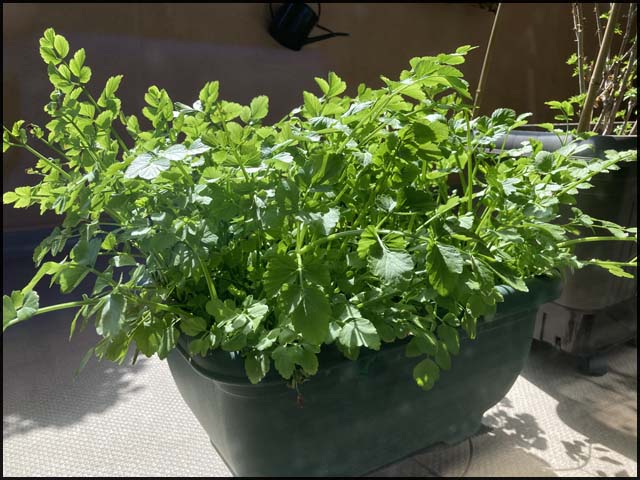 セリの水耕栽培 - メダカとベランダ暮らし
