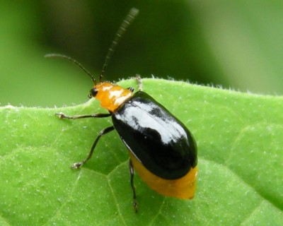 超簡単 家である物を使って簡単にウリハムシを退治できます！5分でできるのでぜひやってみましょう！ - YouTube