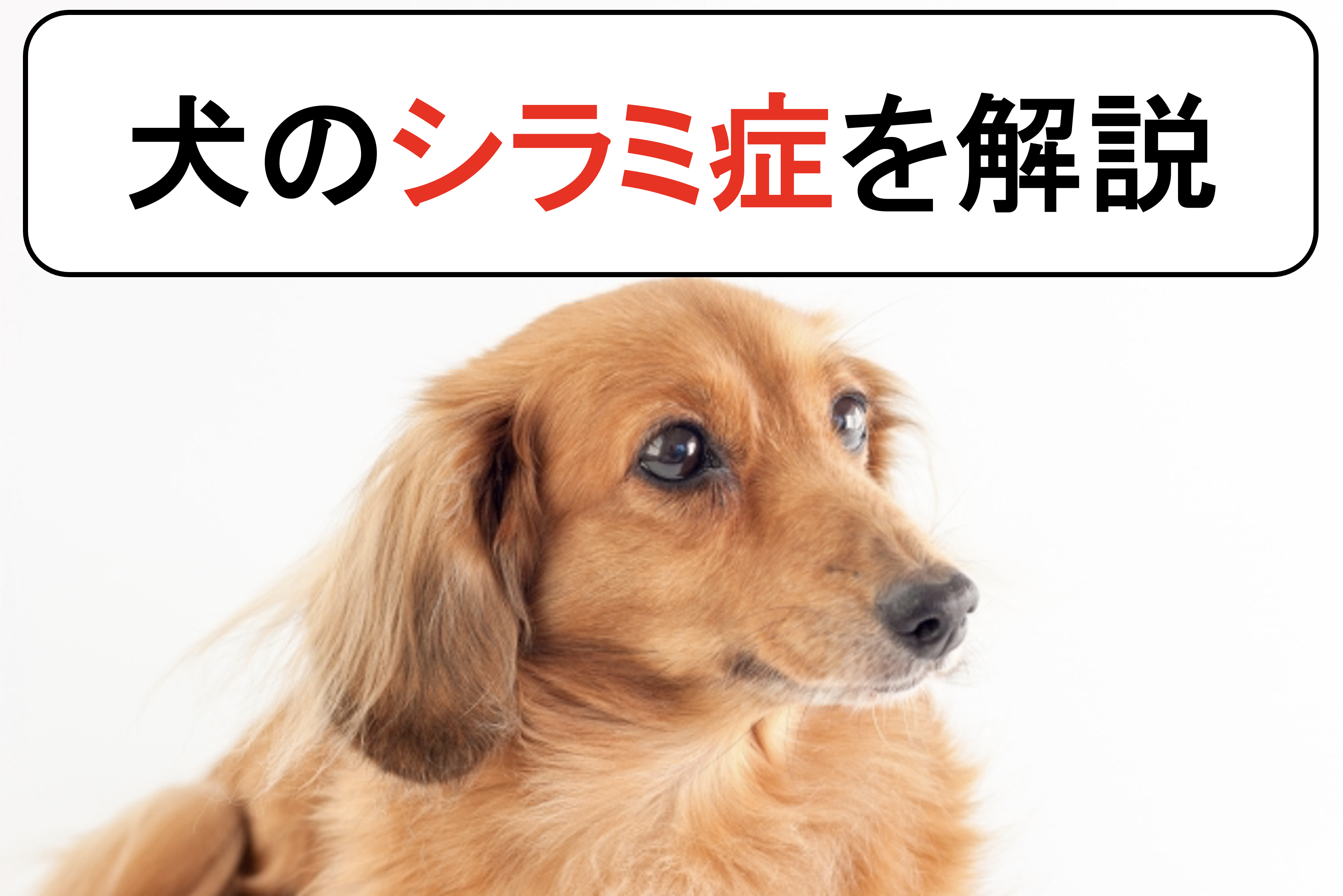 猫の寄生虫の症状は？ノミ、フィラリア、マンソンetc 寄生虫ごとに解説しますぽちたま薬局スタッフブログ