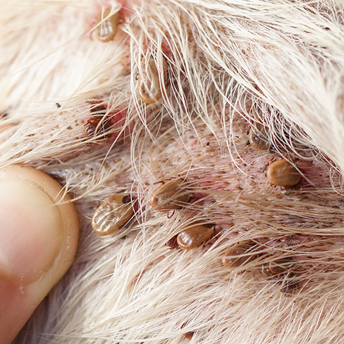 猫がノミに刺されたときの症状とは？アレルギーや貧血のリスクに注意ぽちたま薬局スタッフブログ