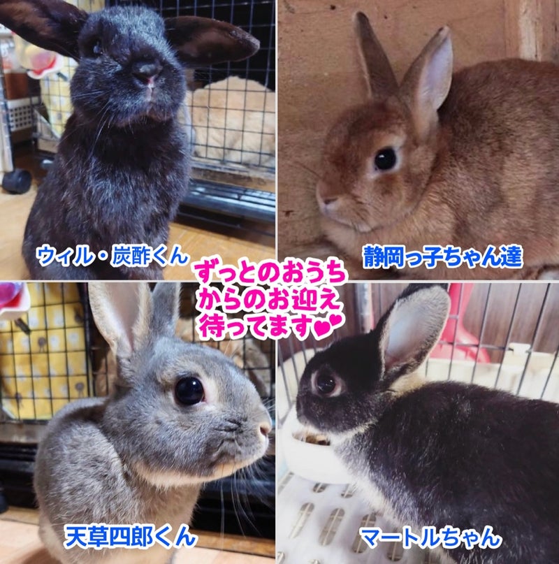 うさぎの皮膚炎大田区梅屋敷・蒲田の動物病院うめやしきアニマルクリニック
