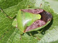 セイヨウスモモ プルーン のスモモヒメシンクイガ 新発生