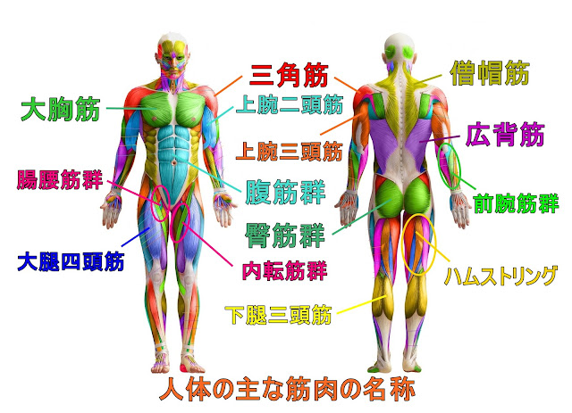 背筋とは？人体解剖学の勉強法 場所・位置や英語などを人体解剖図で解説 - teamLabBody