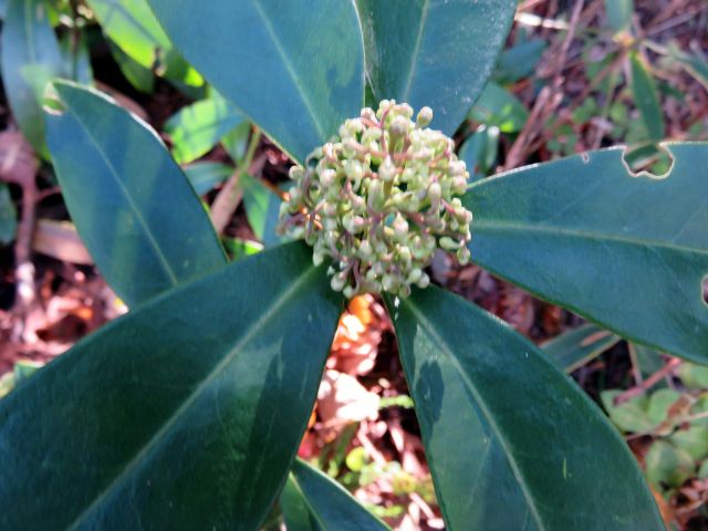 ミヤマシキミ ツルシキミ Skimmia ミカン科 Rutaceae