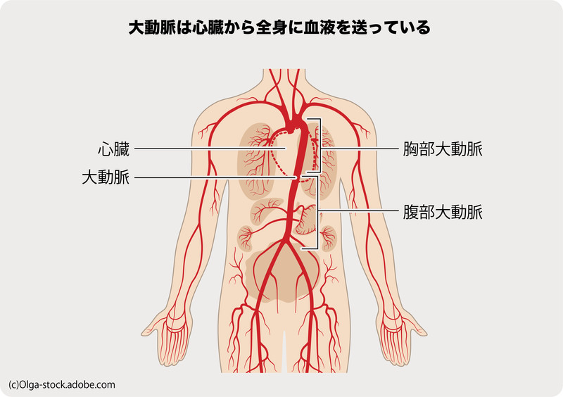 心臓外科 胸部大動脈 国際医療福祉大学成田病院