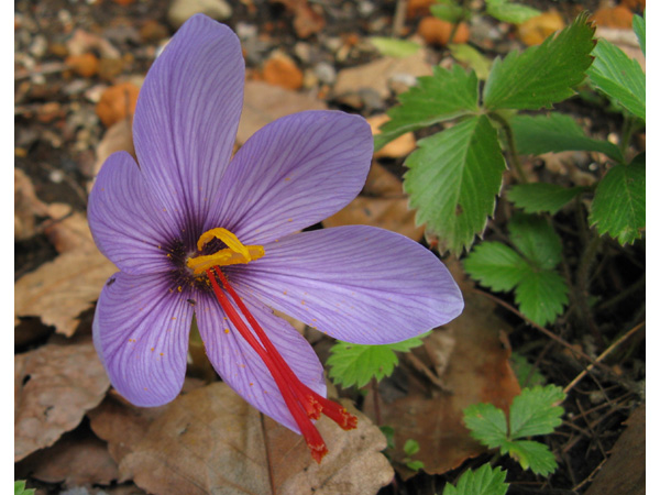 日本産サフラン 佐賀の限界集落と三つ星シェフつなぐ - 日本経済新聞
