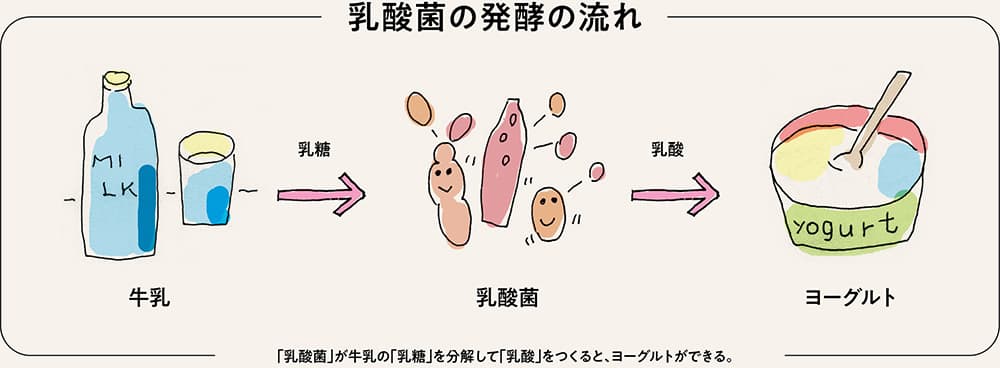 高校生物 「乳酸発酵」映像授業のTry ITトライイット