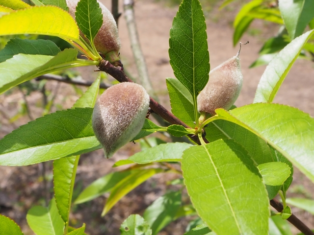 国産くるみの販売・通販なら 株式会社アルファーム国産ナッツ生産ブログ
