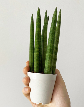 根腐れサンスベリアを葉挿しで再生！たくさん増えました😊 観葉植物