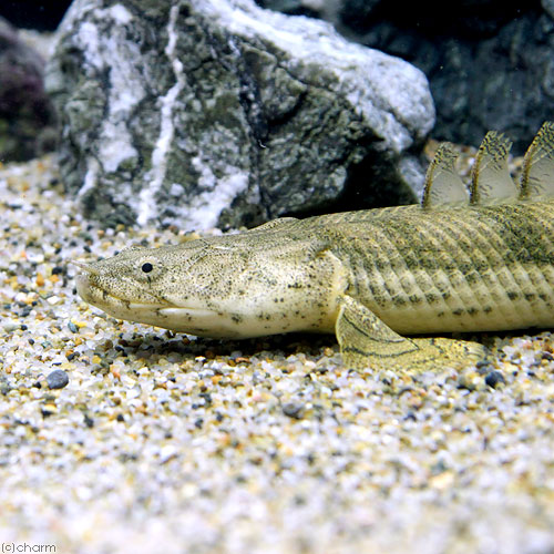 212 ライス エンボリ 写真 Stock Photos, High-Res Pictures, and Images - Getty Images