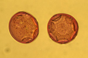 ナガノのくま 花粉症BIGぬいくるみ ナガノ ナガノキャラクターズ 花粉症BIGぬいぐるみ