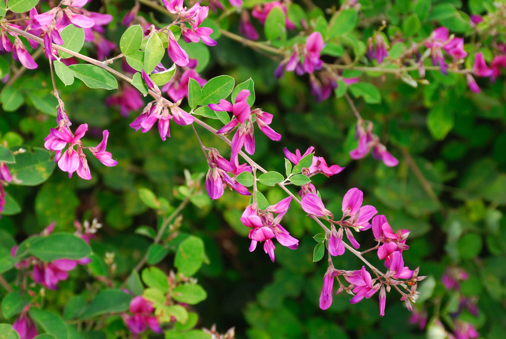 ハギの花言葉 頼りなげで儚く、しなやかでたくましい秋の七草花言葉のはなたま