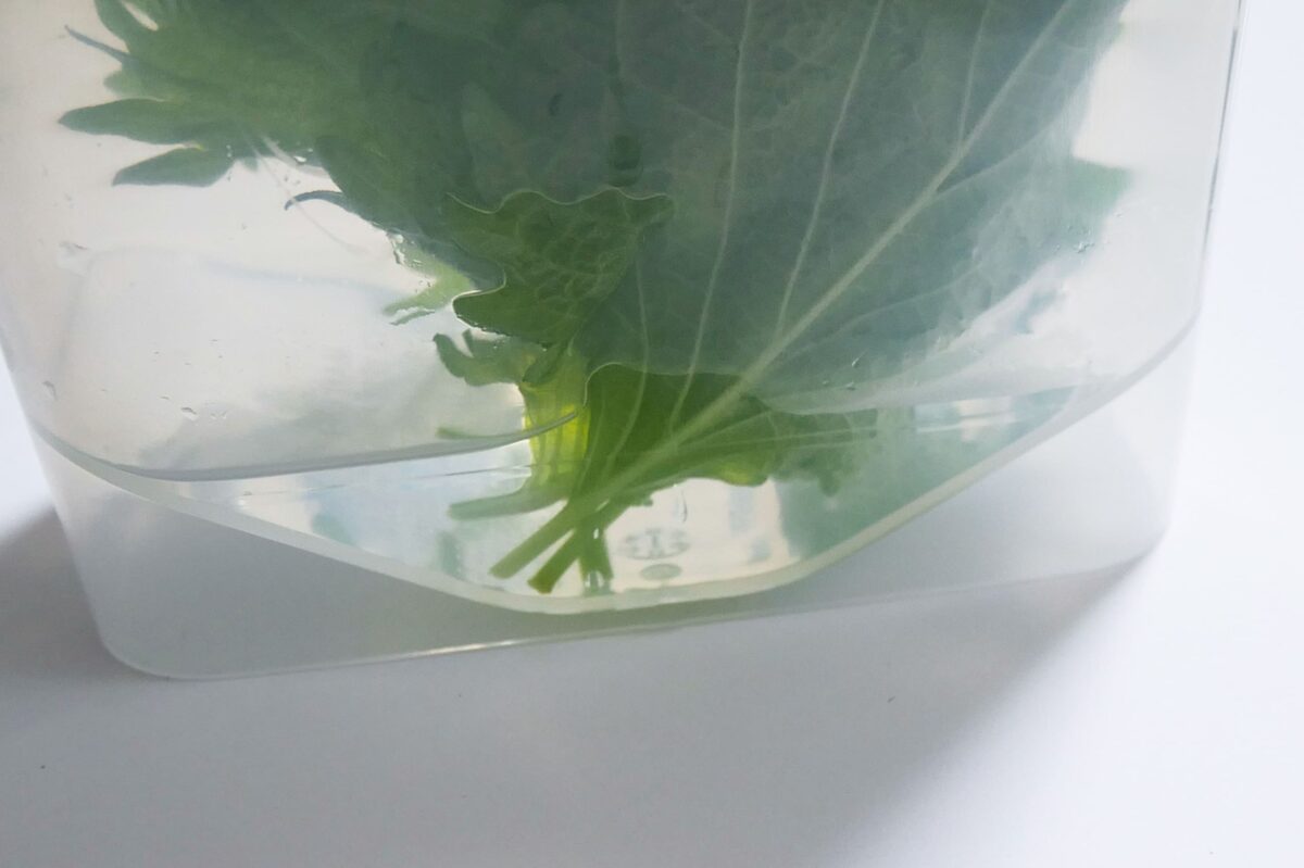 長持ち♪大葉 しそ の保存方法