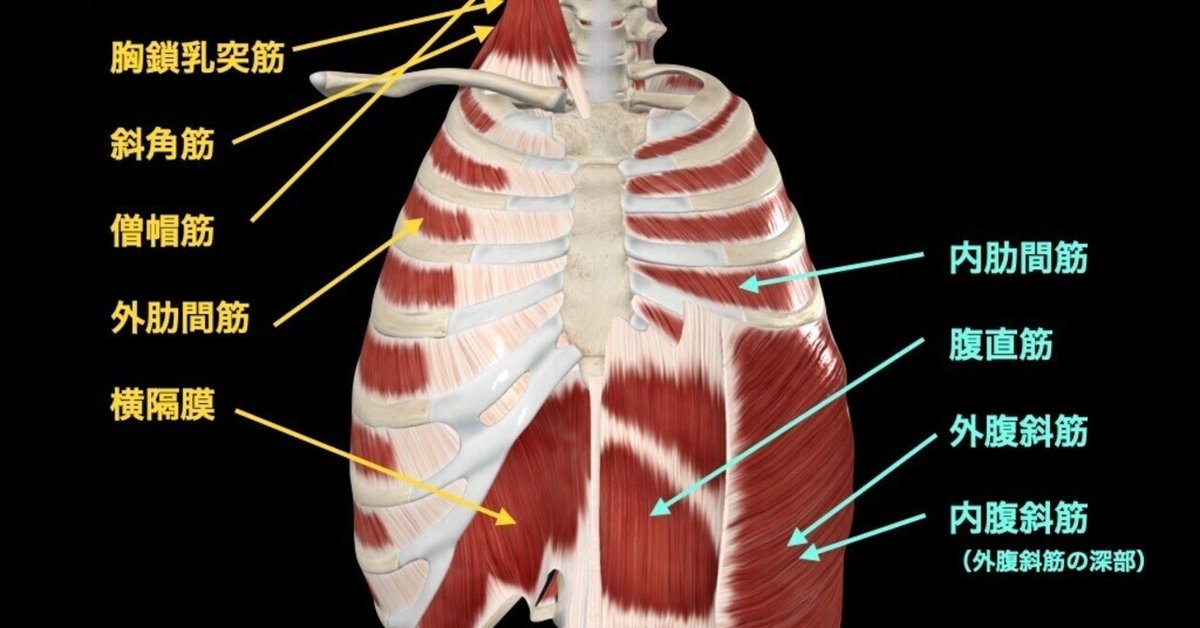 呼吸筋、衰えていませんか？リハビリで得られる効果とは – いしゃまち