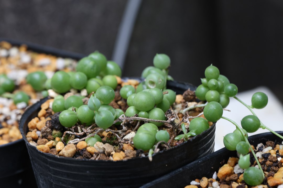 グリーンネックレス」が風水的に吉。おすすめの種類や置き場所などをご紹介folk