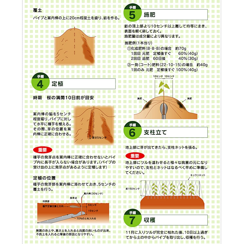 ナガイモ 長芋 の育て方・栽培方法野菜の育て方・栽培方法