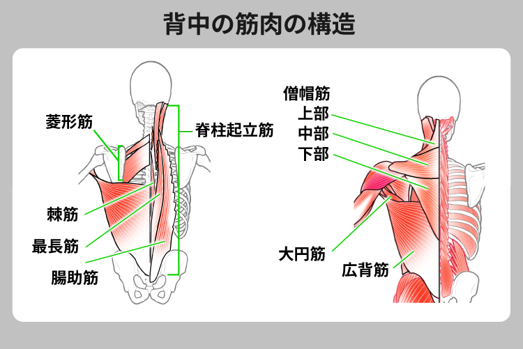 Visual Anatomy 視覚解剖学