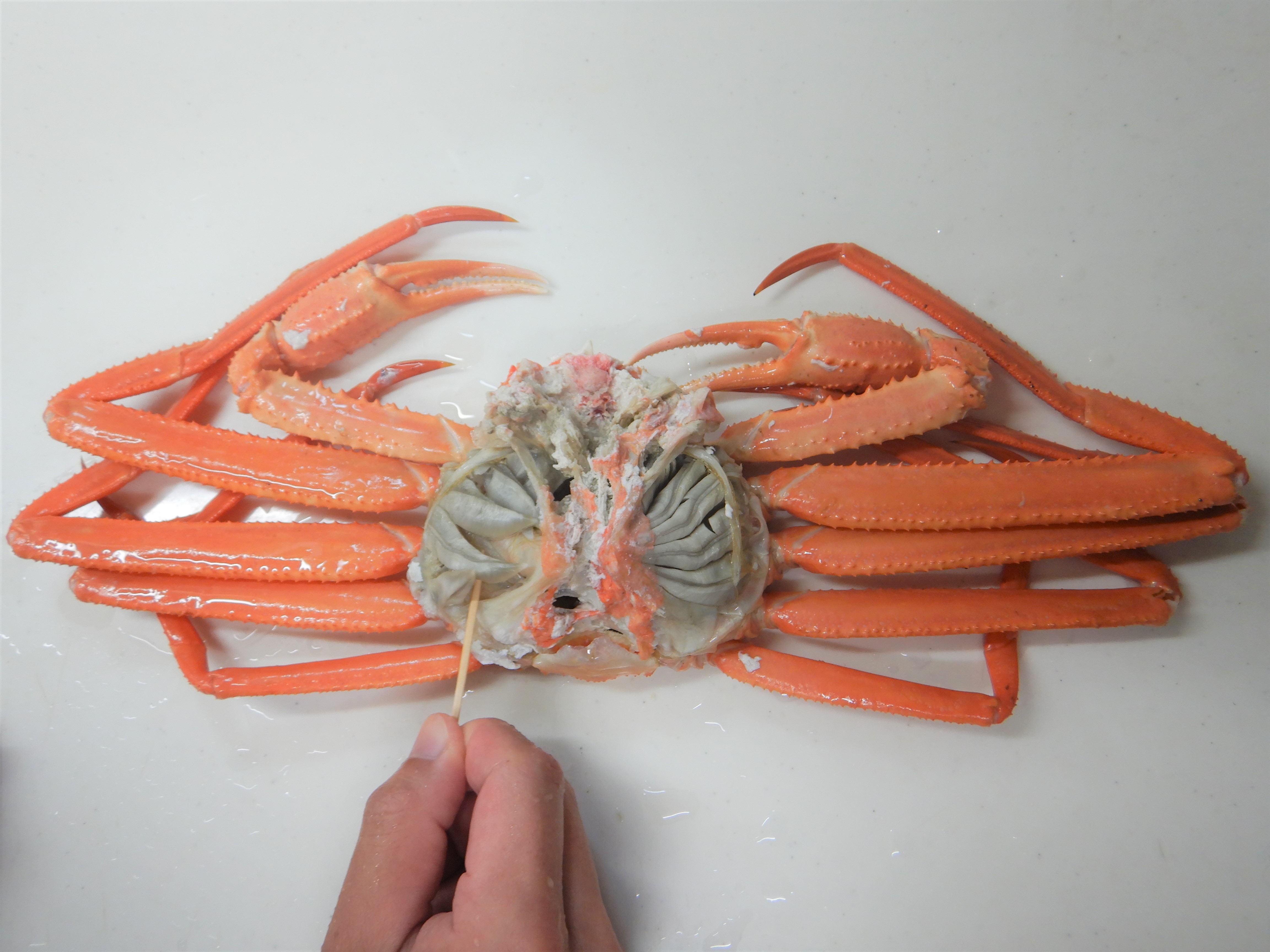 スベスベマンジュウガニ 滑々饅頭蟹かぎけんWEB