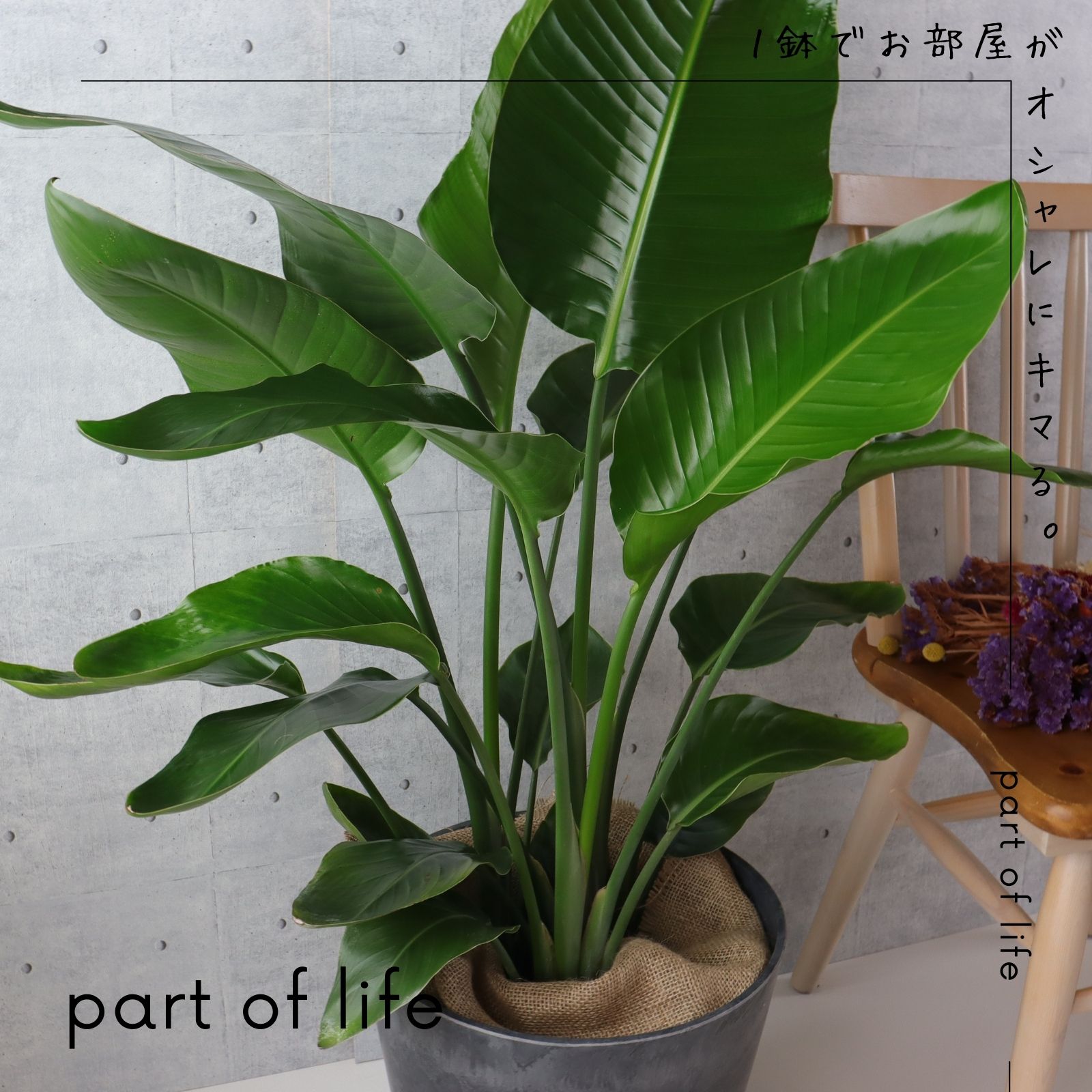 光触媒 人工観葉植物 ウォールグリーン フェイクグリーン ストレッチア極楽鳥j 楽天市場160 180cm極楽鳥