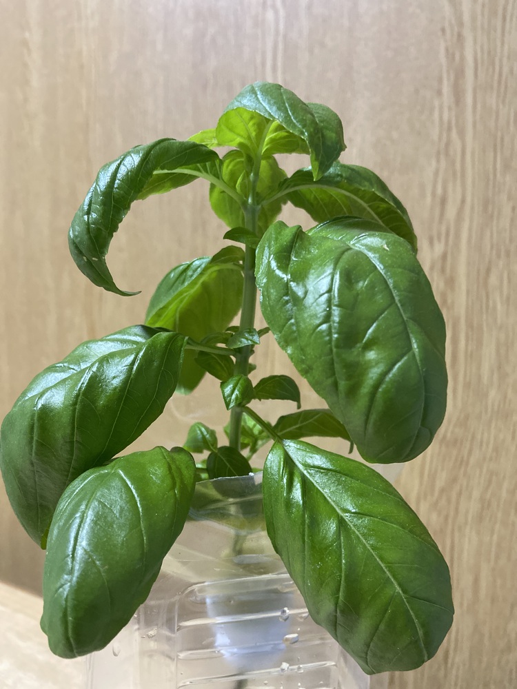 ペットボトル 栽培 キット 日本製 水耕栽培 家庭菜園 セット 手軽 簡単スイートバジル: クールライフ - 通販 - Yahoo!ショッピング