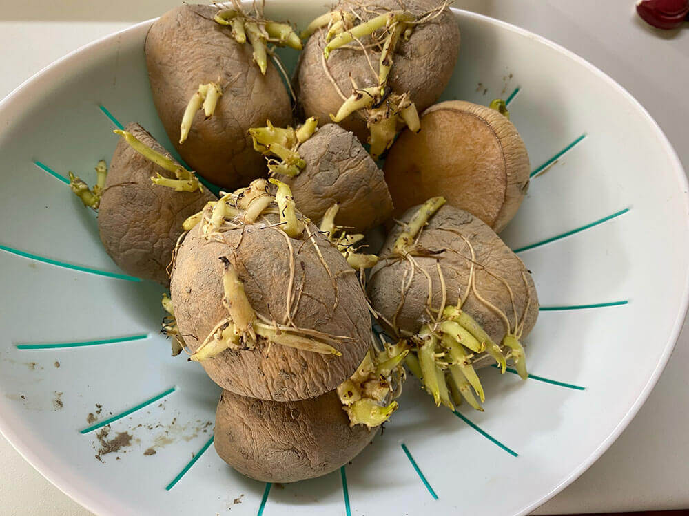 じゃがいもの皮むき、芽の取り方のコツ！包丁不要の芽の取り方もカゴメ株式会社