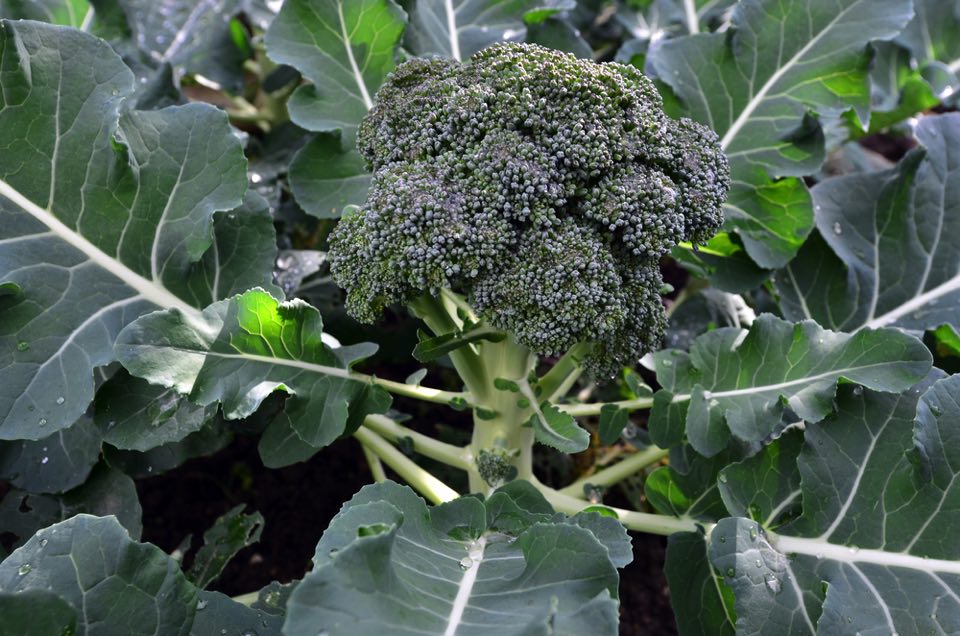 ブロッコリー」はもう茹でない。“栄養を丸ごと”いただく意外でおいしい食べ方