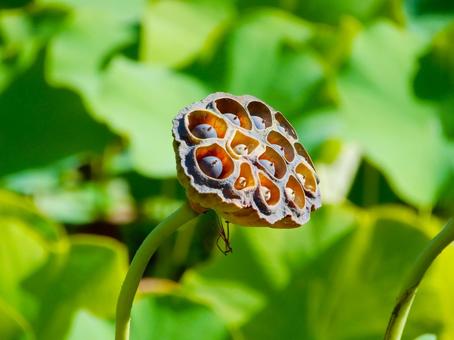 ぶつぶつってなんでこんなにも気持ち悪いの！？ – トライポフォビア研究のいまacademist Journal