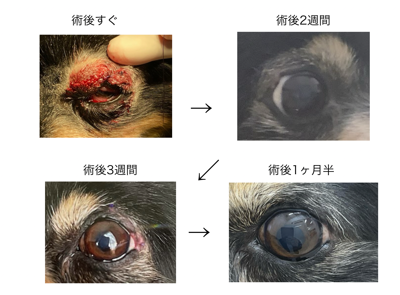 犬に多い「まぶた」の腫瘍マイボーム腺腫の治療静岡県浜松市中央区の動物病院TPC浜松動物総合病院