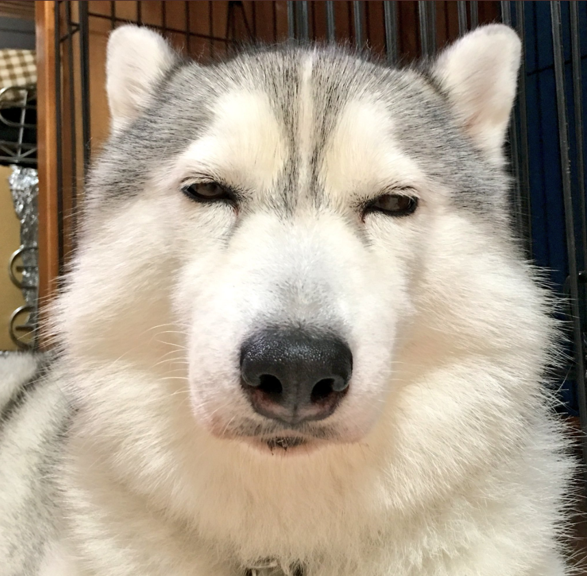 病院に向かう途中、ドッグランに行けると信じてウキウキするハスキー犬が可愛すぎる - Togetter