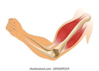 骨格や筋肉をチェック！ 腕と手の描き方講座いちあっぷ