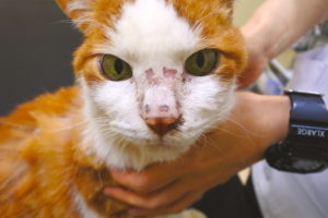 猫カビ 皮膚糸状菌症 について鹿児島市鴨池の動物病院 中央愛犬病院