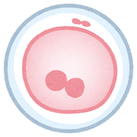 人間の受精卵 画像 - Freepikで無料ダウンロード