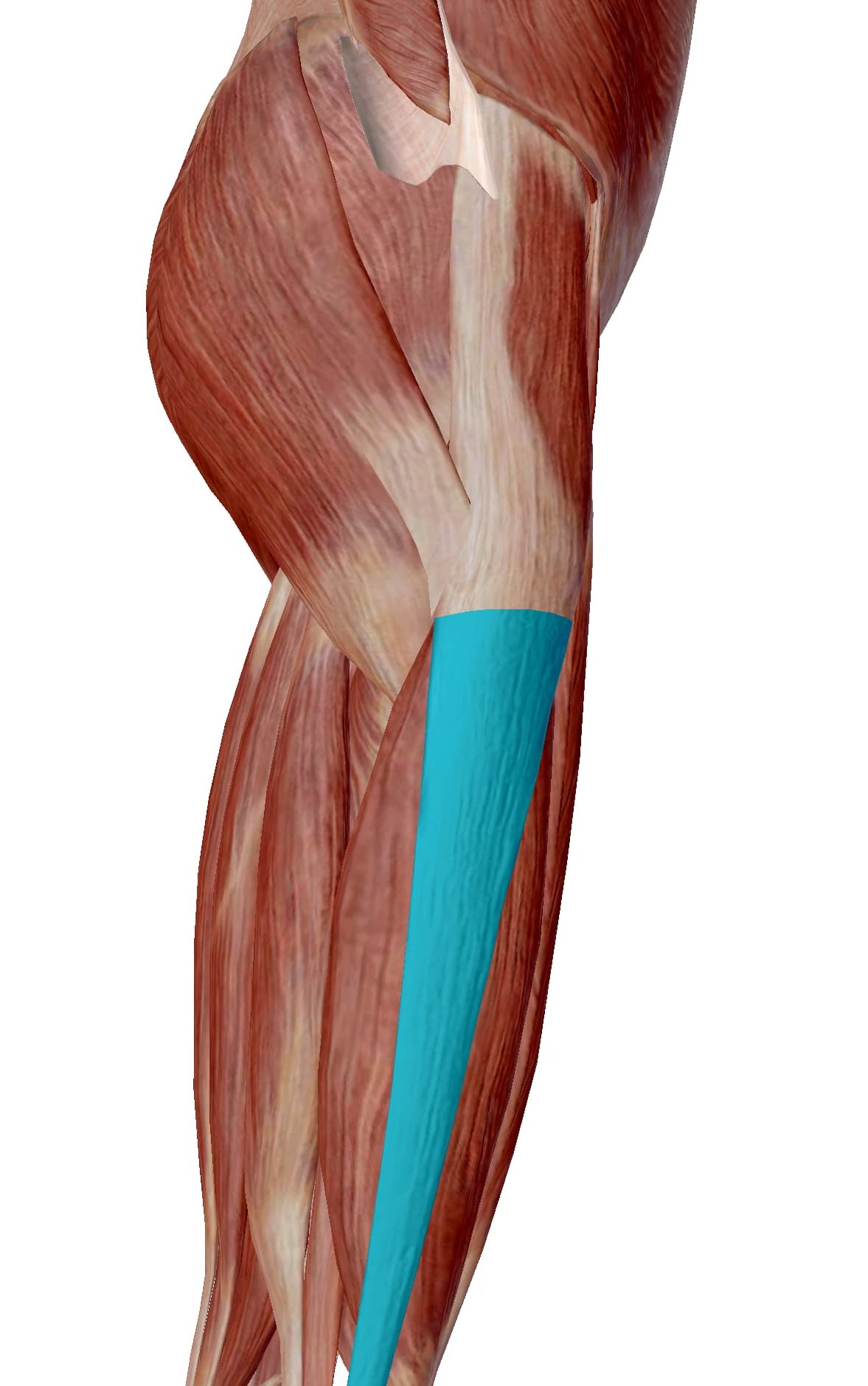 股関節の右側 左側 だけ痛い！理由と対処法について紹介くまのみ整骨院グループ
