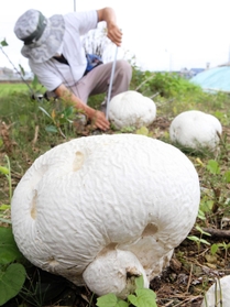 秋のキノコいろいろ - ダイビングと生き物の写真ブログ３～魚・鳥・花・蝶・トンボなどなど