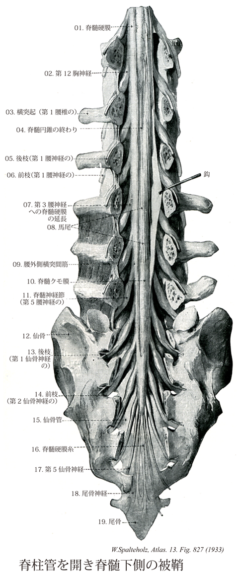 腰痛のツボ ～白環兪～ – 上板橋で肩こり・腰痛・頭痛などにお悩みならSUN鍼灸整骨院