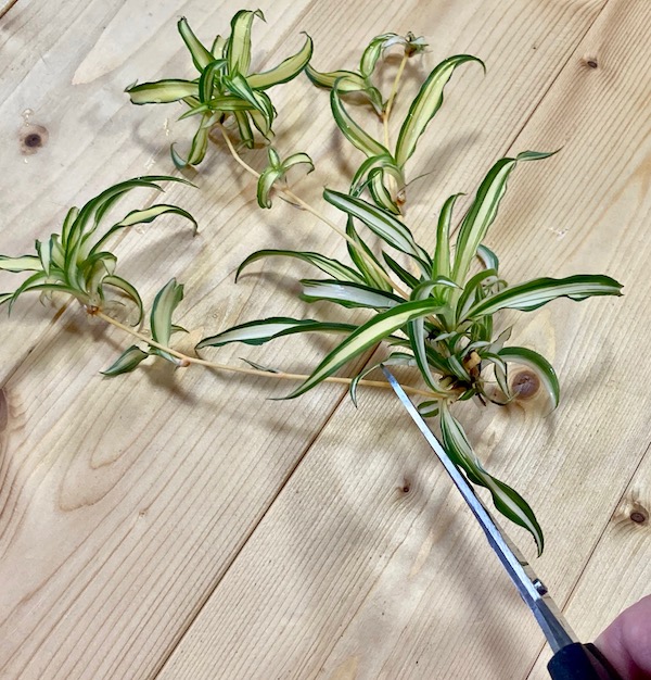 オリヅルランをハイドロカルチャーで育てる方法を解説します観葉植物のお悩みを解決するなら観葉植物ラボ