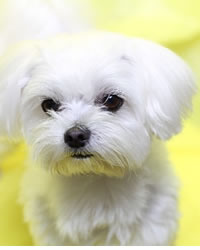 夢占い 白い犬の夢と大雪は大吉の夢Radcules